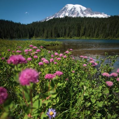 Mt. Rainier flowers